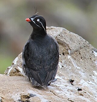 <span class="mw-page-title-main">Whiskered auklet</span> Species of bird