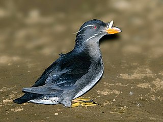 <span class="mw-page-title-main">Rhinoceros auklet</span> Species of seabird related to puffins