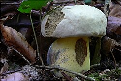 Kartusis baravykas (Boletus radicans)