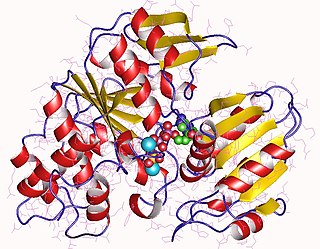 <span class="mw-page-title-main">Dihydrofolate synthase</span> Class of enzymes