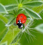 המין Coccinella septempunctata