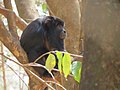 Alouatta (cat.)