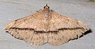 <span class="mw-page-title-main">Eulepidotinae</span> Subfamily of moths