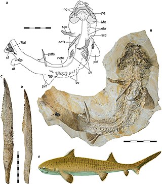 <span class="mw-page-title-main">Hybodontiformes</span> Extinct order of chondrichthyans