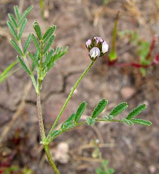 <i>Astragalus didymocarpus</i> Species of legume