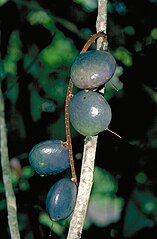 Ripe blue fruit