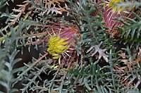 Banksia serratuloides