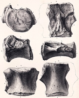 <i>Bothriospondylus</i> Extinct genus of dinosaurs