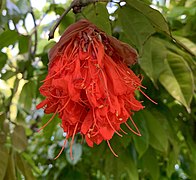 Brownea ou Rose du Venezuela.