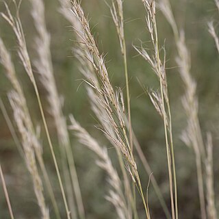 <i>Chrysopogon fallax</i> Species of flowering plants