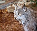 Kanada vaşağı, Lynx canadensis