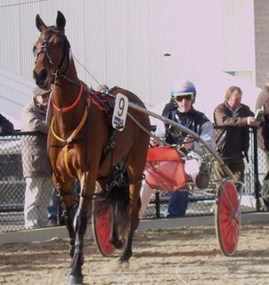 Captain Joy Australian Standardbred racehorse