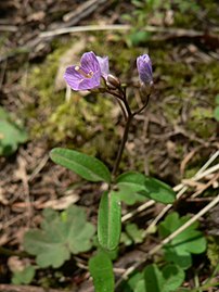 Cardamine nuttallii 38670.JPG