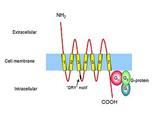 <span class="mw-page-title-main">Chemokine receptor</span> Cytokine receptor