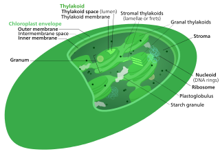 <span class="mw-page-title-main">Calvin cycle</span> Light-independent reactions in photosynthesis