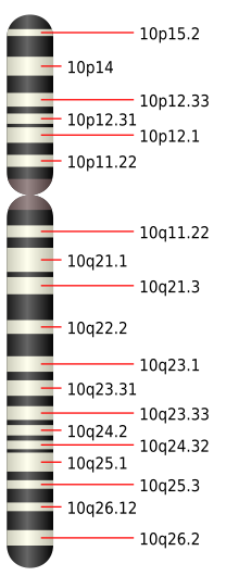 Chromosome 10.svg