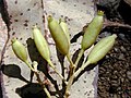 Cinchona pubescens Fruit