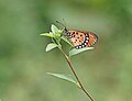 * Kandidimi Close wing position Basking of Acraea terpsicore (Linnaeus, 1758) - Tawny Coster --Sandipoutsider 10:38, 9 September 2024 (UTC) * Nuk u miratua  Oppose Too wide crop, the butterfly and a plant are blurry, sorry. --Красный 02:54, 17 September 2024 (UTC)