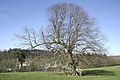 Remarkable Tilia platyphyllos of Emptine (Belgium).