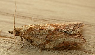 <span class="mw-page-title-main">Light brown apple moth</span> Species of moth (Epiphyas postvittana)