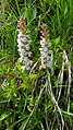 Gymnadenia odoratissima white colour Germany - Kreuzeck