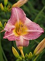 Hemerocallis 'Cloverdale' (Peck 1974)