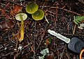 Hygrocybe psittacina.