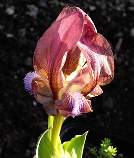 <i>Iris suaveolens</i> Species of plant