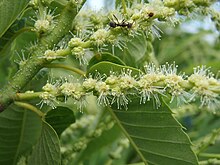 Male chestnut flowers Japanese Chestnut02.jpg