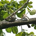 Adult with fledged juvenile; Niedersachsen, Germany