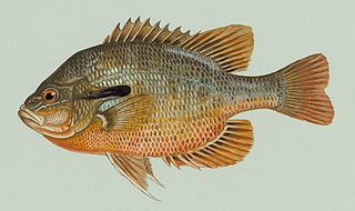 <i>Lepomis</i> Genus of fishes