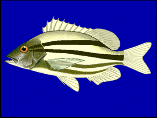 <span class="mw-page-title-main">Pygmy snapper</span> Species of fish