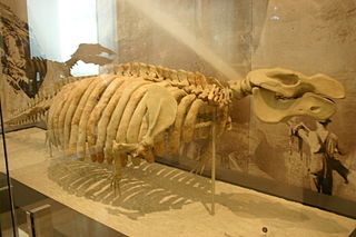 <i>Metaxytherium</i> Extinct genus of dugong