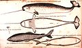 Narwhal Monodon monoceros narhval Narhval