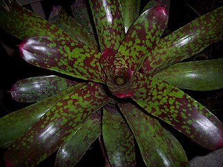 <span class="mw-page-title-main">Bromelioideae</span> Subfamily of bromeliad flowering plants