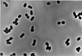 <i>Nitrosomonas</i> Genus of bacteria