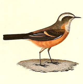 <span class="mw-page-title-main">D'Orbigny's chat-tyrant</span> Species of bird