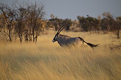 Un Oryx galopando