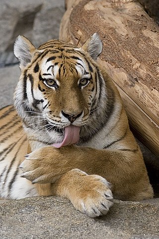 <span class="mw-page-title-main">Licking</span> Action of passing the tongue over a surface