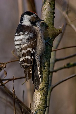 <span class="mw-page-title-main">Lesser spotted woodpecker</span> Species of bird