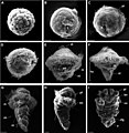 Développement d'une larve de Pomatoceros lamarcki.