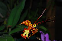 Psychopsis krameliana