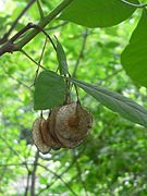 Ptelea trifoliata⁠(d)