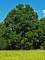 osmwiki:File:Quercus robur AB.jpg