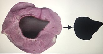 Periosteal mold of a right radius before and after digitization.The following cross-sectional properties are intended to be included in the analysis: 1) TA (total sub-periosteal area); 2) Ix and Iy (second moments of area); 3) Imax and Imin (second moments of area). Radius right final.jpg