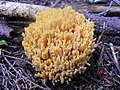 Ramaria flava