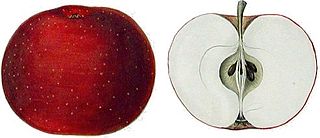 <span class="mw-page-title-main">Red Astrachan</span> Apple cultivar