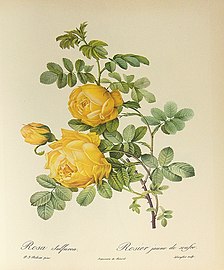 Redouté, Rosa sulfurea.