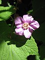 Rubus odoratus