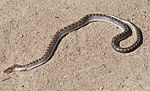 Glossy snake (Arizona elegans)